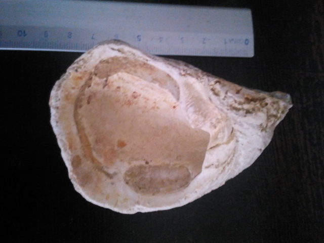 BIvalve non identificato....